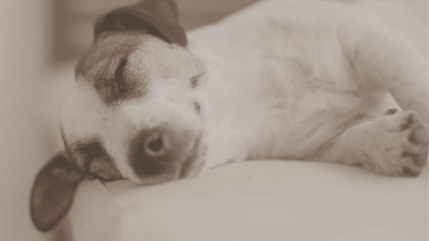 perro